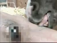 Asian beastiality porn video with a dog